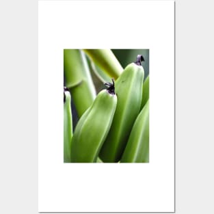 Bananas (Musa Ornata) Posters and Art